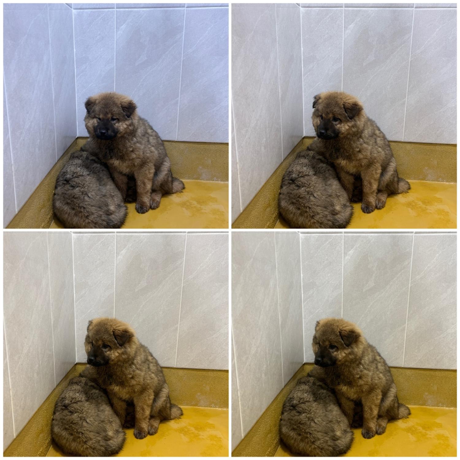 믹스견 이미지 파일 입니다.